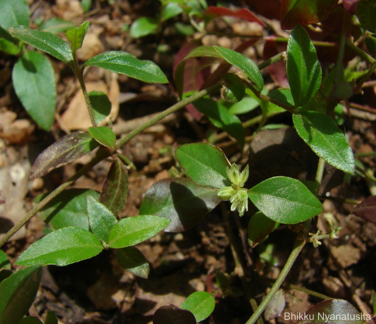 Psilotrichum patulum (Willd.) I.M.Turner